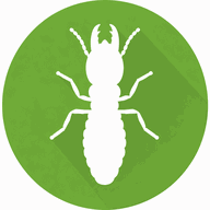 Termites